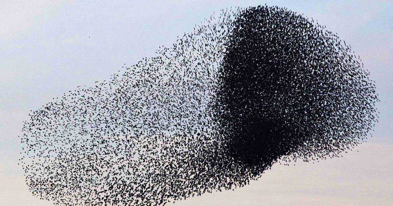 Self-organizing team represented by a flock of birds