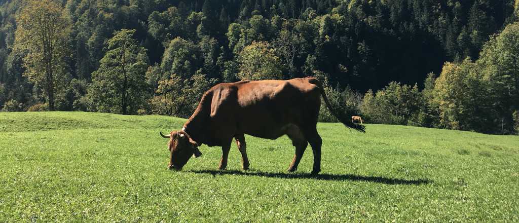 meadow-cow