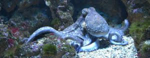 What the Octopus Teaches Us About Agile Organizational Design
