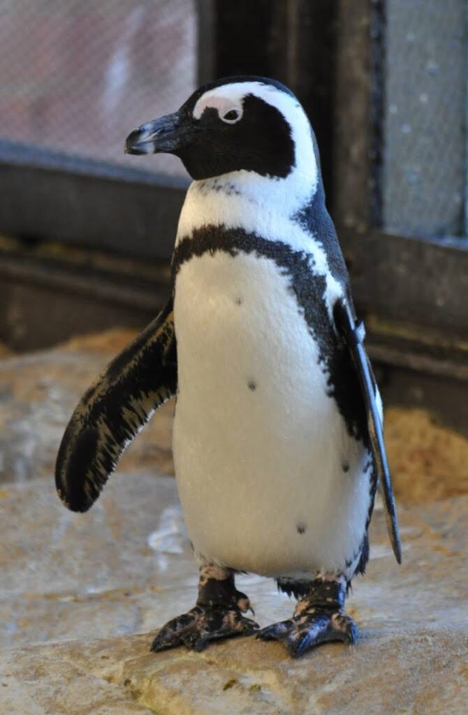 African Penguin